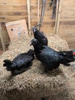 Ayem cemani, Dieren en Toebehoren, Pluimvee