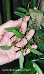 Orchidee Bulbophyllum lasiochilum * Mini * Aardbei geur, Ophalen of Verzenden