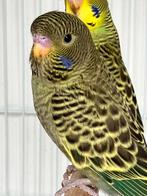 Blackface koppel, Dieren en Toebehoren, Vogels | Parkieten en Papegaaien, Parkiet, Geringd