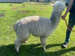 Alpaca merrie, Dieren en Toebehoren, Vrouwelijk