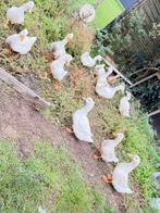 peking eenden, Eend