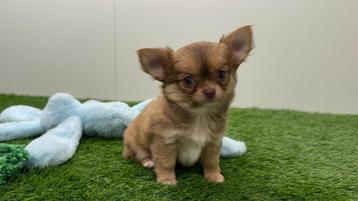 Chihuahua pups beschikbaar voor biedingen