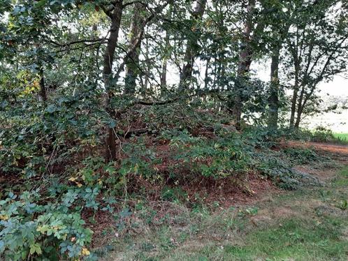 bosgrond, Immo, Gronden en Bouwgronden, 1500 m² of meer
