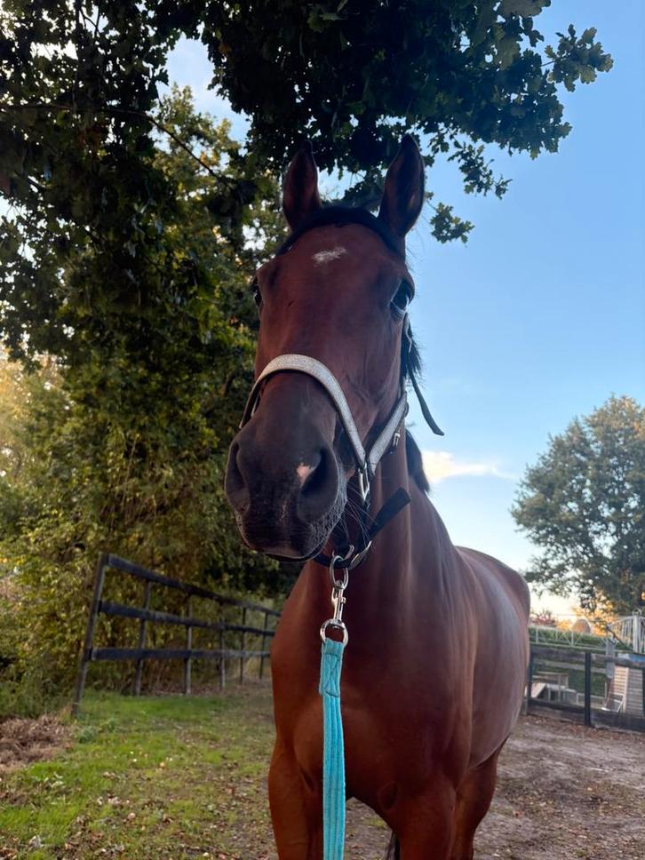 Halve stal gezocht, Dieren en Toebehoren, Paarden en Pony's | Verzorgingsproducten, Ophalen of Verzenden