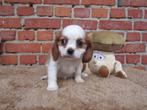 King charles teefje 8 weken oud!, Dieren en Toebehoren, Honden | Retrievers, Spaniëls en Waterhonden, België, CDV (hondenziekte)