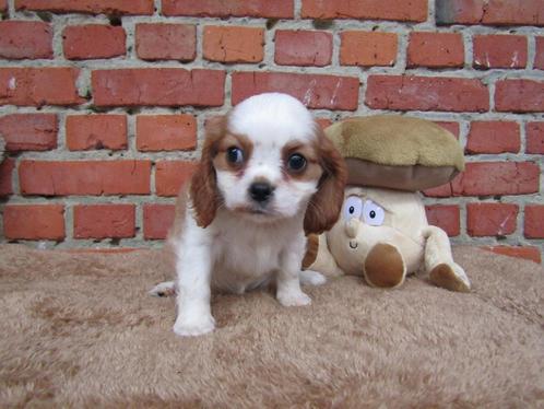 King charles teefje 8 weken oud!, Dieren en Toebehoren, Honden | Retrievers, Spaniëls en Waterhonden, Teef, Spaniël, Fokker | Professioneel