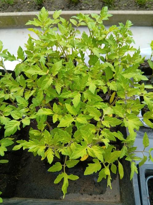 Paprika tomaten pompoen bloemkool selder, Tuin en Terras, Planten | Tuinplanten, Eenjarig, Groenteplanten, Ophalen