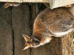 Lieve rustige wallaby man, Dieren en Toebehoren, Overige Dieren, Mei, Mannelijk