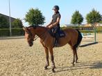 3 jarige merrie, Dieren en Toebehoren, Merrie, Springpaard, Gechipt, Zadelmak
