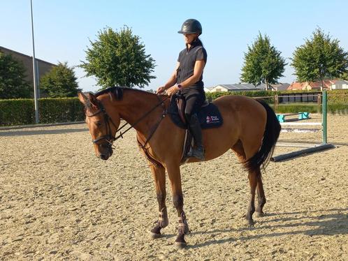 3 jarige merrie, Dieren en Toebehoren, Paarden, Merrie, Zadelmak, 170 tot 175 cm, 3 tot 6 jaar, Springpaard, Met stamboom, Gechipt