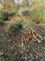 Gratis brandhout, Tuin en Terras, Ophalen, Overige houtsoorten, Takken