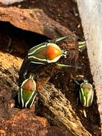 Dicronorrhina derbyana layardi, Animaux & Accessoires, Insectes & Araignées