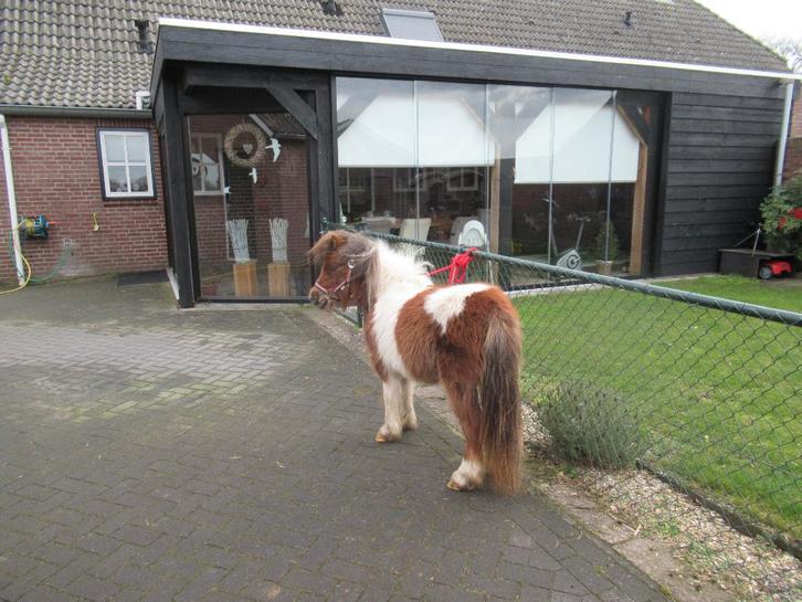 Mooie bonte merrie Jolie, Animaux & Accessoires, Poneys, Jument, M, 3 à 6 ans, Avec puce électronique, Vermifugé