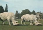 WITTE  NEUSHOORNS, Collections, Cartes postales | Animaux, Non affranchie, Animal sauvage, Envoi
