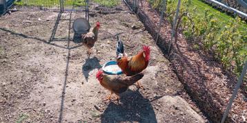 Broedeieren leghorn goudpatrijs, Sexe inconnu, Poule ou poulet