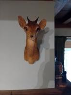 Zeldzame Kirk s Dikdik, Ophalen of Verzenden, Zo goed als nieuw