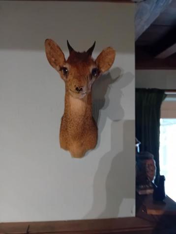 Zeldzame Kirk s Dikdik beschikbaar voor biedingen