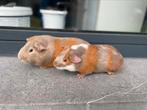 Jonge cavia’s, Dieren en Toebehoren, Cavia, Tam