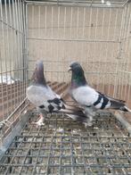 Takla mardin gök, Dieren en Toebehoren, Vogels | Duiven