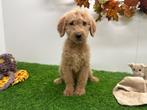 Labradoodle pups, Dieren en Toebehoren, België, 8 tot 15 weken, CDV (hondenziekte), Groot
