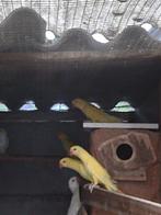 parkieten, Dieren en Toebehoren, Vogels | Parkieten en Papegaaien, Geringd