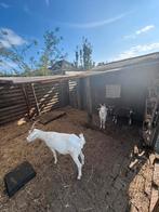 Melkgeiten te koop sanengeit en toggenburger, Dieren en Toebehoren, Schapen, Geiten en Varkens, Meerdere dieren, Geit, 0 tot 2 jaar