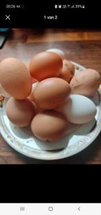 Scharrel eieren, Divers, Produits alimentaires, Enlèvement ou Envoi