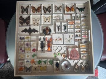 Echte vlinders,insecten,vogelspinnen,vleermuizen,…. beschikbaar voor biedingen