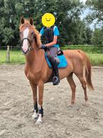 Brave allrounder ruin van 11 jaar, Dieren en Toebehoren, Paarden, Ruin