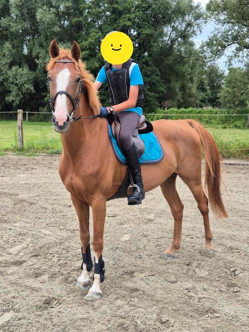 Brave allrounder ruin van 11 jaar, Dieren en Toebehoren, Paarden, Ruin