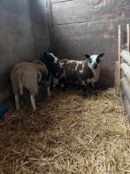 Raszuivere baggerbonte bokken, Dieren en Toebehoren, Schapen, Geiten en Varkens