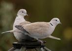Gezocht turkse tortelduiven, Meerdere dieren, Overige soorten