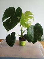 Monstera thai constellatie, Huis en Inrichting, Kamerplanten, Ophalen of Verzenden