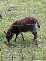 Lam  schaap Soay ooi, Schaap