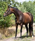 Super brave 15j merrie, Dieren en Toebehoren, Merrie, Minder dan 160 cm, B, Gechipt