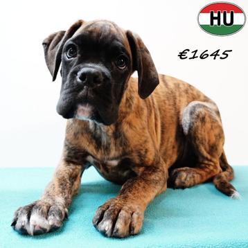 Boxer pups met prachtige gestroomde vacht - te koop beschikbaar voor biedingen