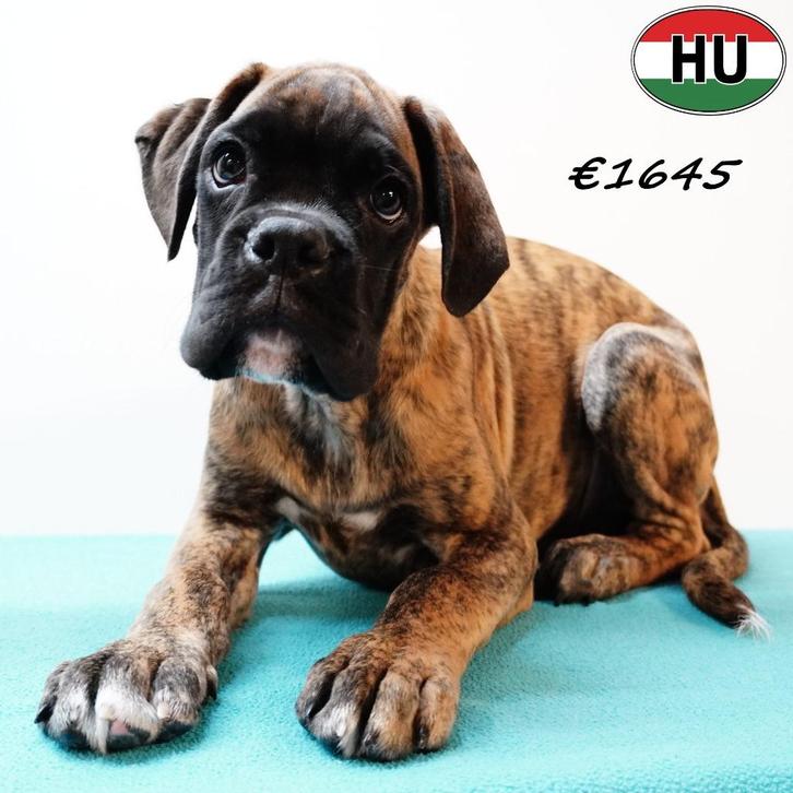 Boxer pups met prachtige gestroomde vacht - te koop, Dieren en Toebehoren, Honden | Bulldogs, Pinschers en Molossers, Meerdere dieren