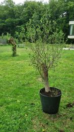 Olijfboom, Tuin en Terras, Ophalen, In pot, Olijfboom, 100 tot 250 cm
