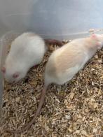 Zsm ophalen 2 ratten ratjes mannen met verschoonkooi €10euro, December, Rat