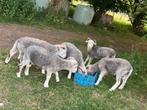 Herdwick bokken, Dieren en Toebehoren, Schapen, Geiten en Varkens, Mannelijk, Schaap, 0 tot 2 jaar