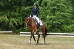 9 jarige allround ruin dressuur / eventing / jumping, Dieren en Toebehoren, Paarden, Gechipt, Ruin, M, 7 tot 10 jaar