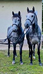 Pony span, Dieren en Toebehoren, Pony's, Merrie, D pony (1.37m tot 1.48m)
