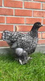 Koppel brahma Groothoender blauw, Meerdere dieren, Kip