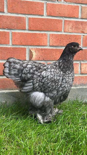 Koppel brahma Groothoender bleu, Plusieurs animaux, Poule ou poulet