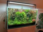 Pakket aquariumplanten, Dieren en Toebehoren, Vissen | Aquaria en Toebehoren, Ophalen of Verzenden, Nieuw, Plant(en), Steen of Hout