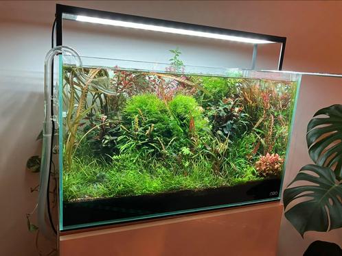 Pakket aquariumplanten, Dieren en Toebehoren, Vissen | Aquaria en Toebehoren, Nieuw, Plant(en), Steen of Hout, Ophalen of Verzenden