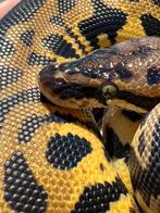 Python regius dominant leopard pastel et 60% tsk axhantic F, Animaux & Accessoires, Enlèvement
