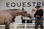 Top bewegende PRE hengst - 2 jaar oud, Dieren en Toebehoren, Gechipt, Niet van toepassing, Dressuurpaard, 0 tot 2 jaar