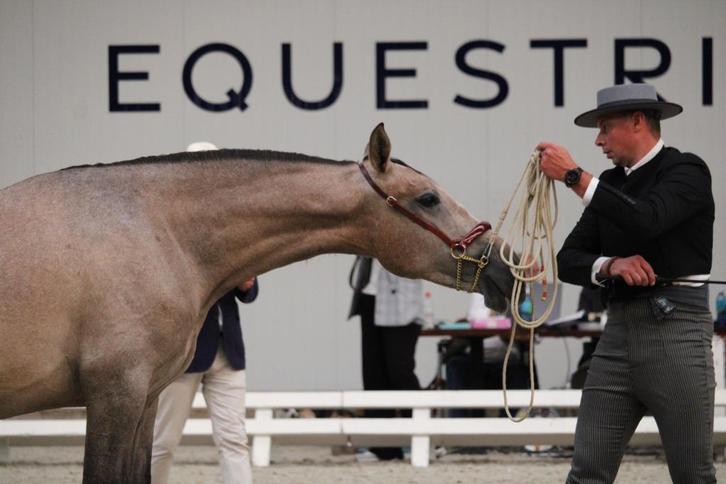 Top bewegende PRE hengst - 2 jaar oud, Dieren en Toebehoren, Paarden, Hengst, Niet van toepassing, 165 tot 170 cm, 0 tot 2 jaar