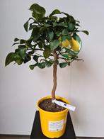 Citrus citroen 'Amalfi', Tuin en Terras, Planten | Fruitbomen, Ophalen
